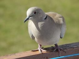 Cute Dove bird