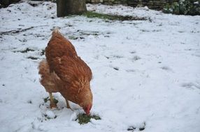 brown chicken stands in the snow