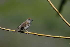 sparrow on a branch on a blurred background