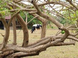 Cow in Farm