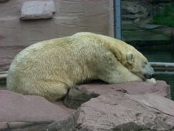 white polar beer in the zoo