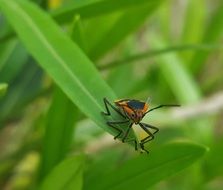 red beetle on a green leaf of grass