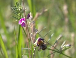 Insect on blossoming flowers