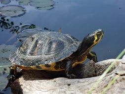 water turtle