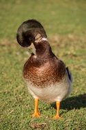 preening duck in queensland