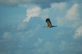 Bird in Blue sky flying