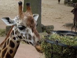 giraffe eats hay at the zoo