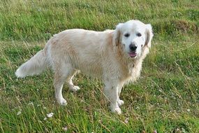 picture of the white labrador doggie
