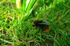 Pollen Macro