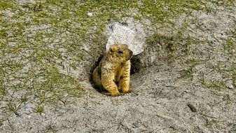 Marmot looking from burrow in sand