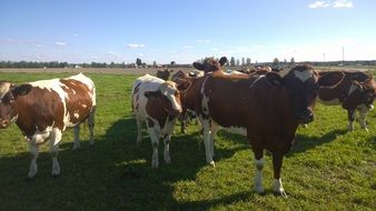 cows in farmland