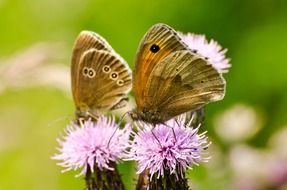 Two brown butterflies on the thistle