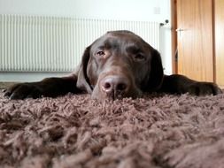 Labrador lies on a hairy carpet