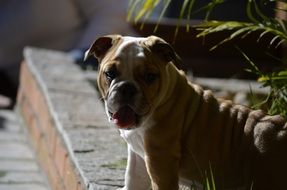 Dog boxer Posing