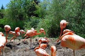 exotic pink flamingos in the wild