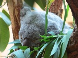 sleeping cute koala