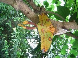 yellow butterfly in the tropics