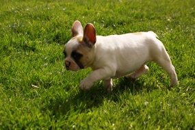 sweet bulldog puppy