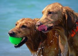 wet playful dogs