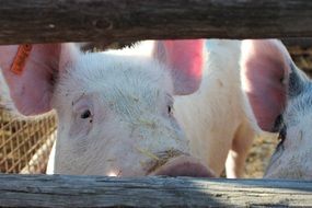 piglets on the farm