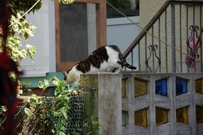 cat on the porch