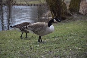 Ducks Meadow Bird