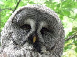 owl head against green leaves