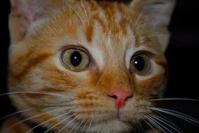 red cat head
