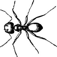 Black and white big Ant insect drawing