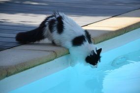 Beautiful and cute cat near the swimming pool