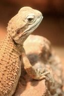 lizard on stones in desert close up