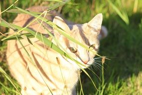 domestic cat on a sunny meadow