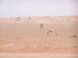 lonely camel in desert