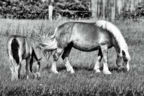 black and white photo of a mare with a foal on a pasture