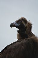 vulture on a background of blue sky