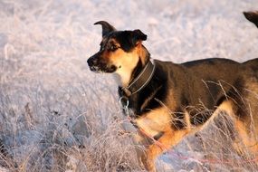 dog on the grass in the snow