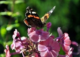 Closeup picture of Vanessa atalanta butterfly on a flower