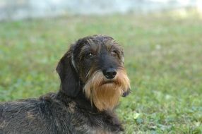 Dachshund Beard Dog on the field