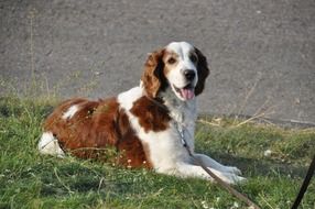 springer spaniel is a hunting dog