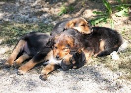 three Puppy Dogs are sleeping together on ground