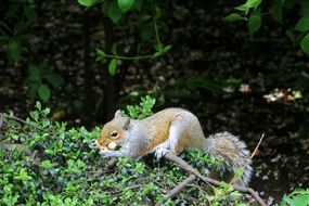 cute Squirrel in Forest scene