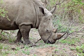 stunningly beautiful Rhino