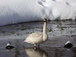 Swan in Norway