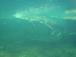 Crocodile under water at surface, australia