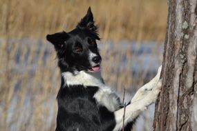 border collie in winter sunny day