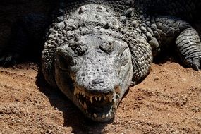 scary dangerous crocodile