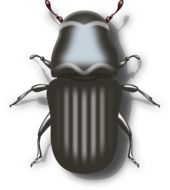 drawing of a creepy beetle