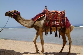 gorgeous beauty Camel