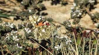 butterfly in the national park cape greco