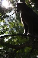 cat on a tree in bright sunlight